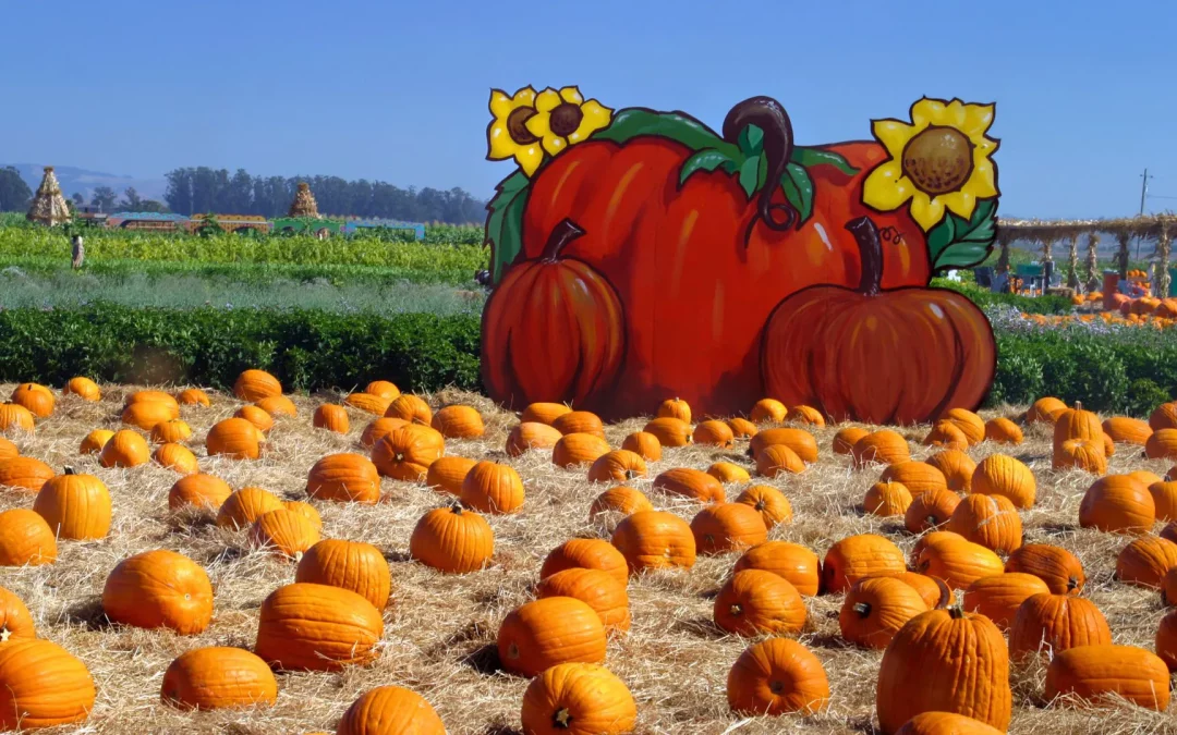 Best Fall Activities in Tampa Bay