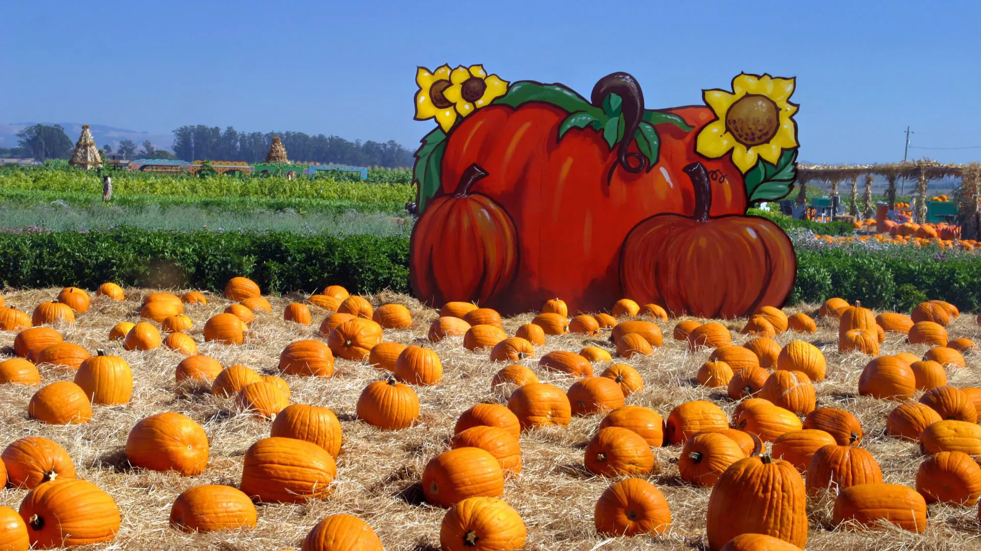 Pumpkin field with pumpkins and wooden pumpkin sign