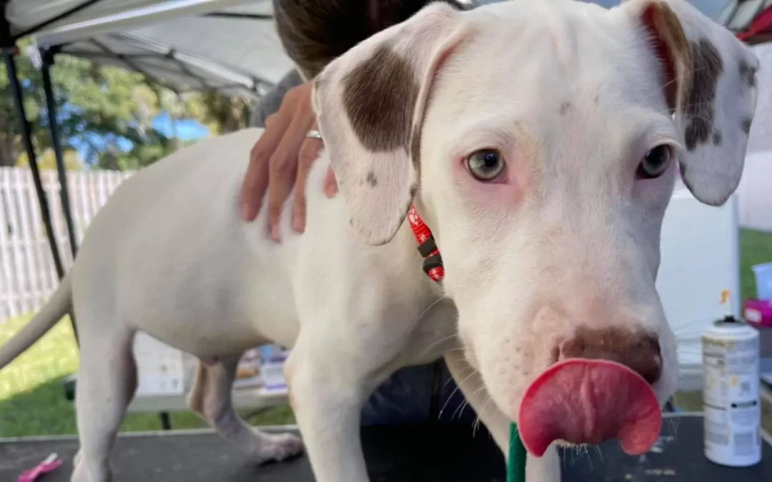 67 dogs and cats traveled over 300 miles to find forever homes
