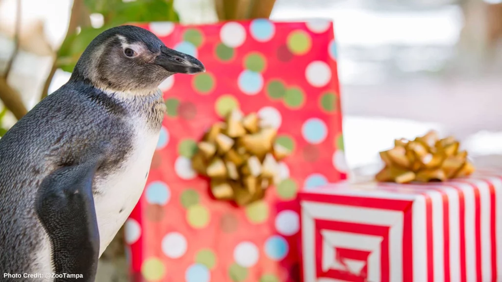 Penguin with presents at ZooTampa Christmas