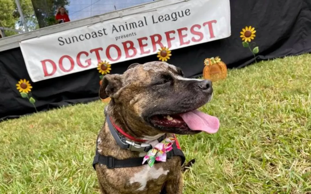 Dozens of dogs adopted at 13th Annual Dogtoberfest