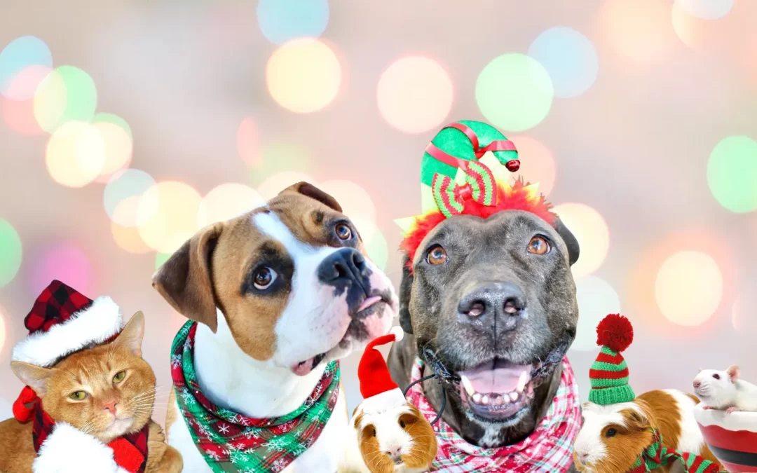 SPCA Tampa Bay found homes for over 230 animals in the month of December